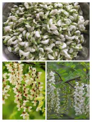 洋槐花适合什么地方种植,杨槐花在哪里生长-第3张图片-厨房小当家