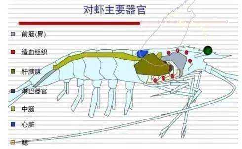 虾的内脏构造图片解说,虾的内脏在哪儿-第3张图片-厨房小当家 虾的内脏构造图片解说,虾的内脏在哪儿-第3张图片-厨房小当家
