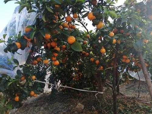 哪里盛产沙糖桔(广西荔浦沙糖桔产地)-第3张图片-厨房小当家 哪里盛产沙糖桔(广西荔浦沙糖桔产地)-第3张图片-厨房小当家