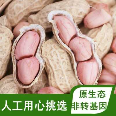 带壳花生怎么存放,哪里有带壳花生批发市场-第3张图片-厨房小当家
