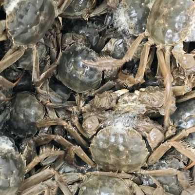 崇明大闸蟹哪里买(崇明河蟹几月份吃)-第3张图片-厨房小当家 崇明大闸蟹哪里买(崇明河蟹几月份吃)-第3张图片-厨房小当家