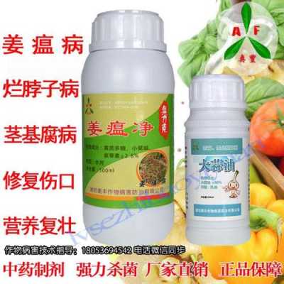 姜地消毒杀菌哪种药好,药姜哪里的最好吃-第1张图片-厨房小当家 姜地消毒杀菌哪种药好,药姜哪里的最好吃-第1张图片-厨房小当家
