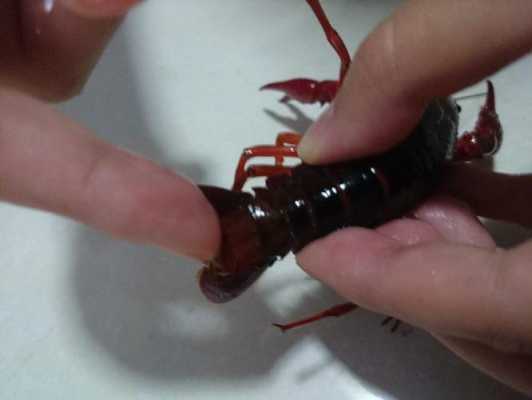 龙虾的蛋拿出来会繁殖吗,龙虾的蛋在哪个部位-第2张图片-厨房小当家 龙虾的蛋拿出来会繁殖吗,龙虾的蛋在哪个部位-第2张图片-厨房小当家