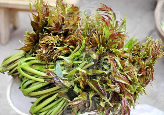 香椿芽哪里的好吃,哪里的椿芽好吃-第2张图片-厨房小当家 香椿芽哪里的好吃,哪里的椿芽好吃-第2张图片-厨房小当家