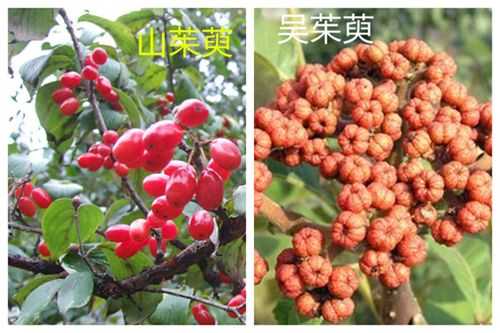 山萸肉哪里有(山茱萸哪里产的最地道)-第3张图片-厨房小当家 山萸肉哪里有(山茱萸哪里产的最地道)-第3张图片-厨房小当家