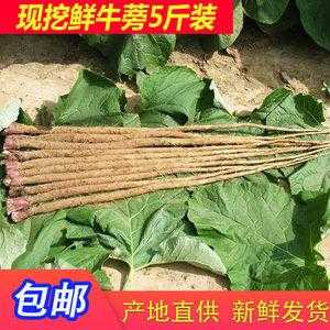 新鲜牛蒡哪里有卖(新鲜牛蒡哪里有卖的)-第2张图片-厨房小当家 新鲜牛蒡哪里有卖(新鲜牛蒡哪里有卖的)-第2张图片-厨房小当家