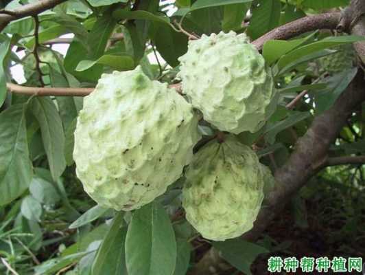 番荔枝在我国那些地方可种植,几年能结果,番荔枝产地是哪里好-第1张图片-厨房小当家 番荔枝在我国那些地方可种植,几年能结果,番荔枝产地是哪里好-第1张图片-厨房小当家