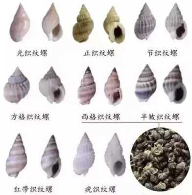 锥螺长在哪里(锥螺介绍)-第1张图片-厨房小当家 锥螺长在哪里(锥螺介绍)-第1张图片-厨房小当家