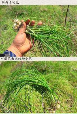 一年四季有野葱卖吗,哪里有野韭菜卖啊-第2张图片-厨房小当家 一年四季有野葱卖吗,哪里有野韭菜卖啊-第2张图片-厨房小当家