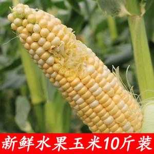 哪里的水果玉米最好吃,哪里的水果玉米好吃-第1张图片-厨房小当家 哪里的水果玉米最好吃,哪里的水果玉米好吃-第1张图片-厨房小当家