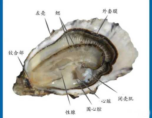生蚝 内脏 在哪里(生蚝有没有肠子)-第1张图片-厨房小当家 生蚝 内脏 在哪里(生蚝有没有肠子)-第1张图片-厨房小当家