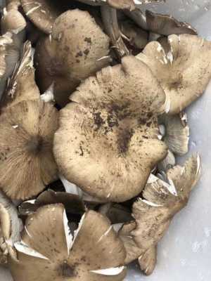豆鸡菇哪里买(斗鸡菇的家常做法)-第3张图片-厨房小当家 豆鸡菇哪里买(斗鸡菇的家常做法)-第3张图片-厨房小当家