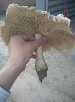 豆鸡菇哪里买(斗鸡菇的家常做法)-第1张图片-厨房小当家 豆鸡菇哪里买(斗鸡菇的家常做法)-第1张图片-厨房小当家