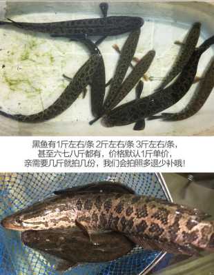 财鱼哪里的好(宜昌哪里黑鱼多)-第1张图片-厨房小当家 财鱼哪里的好(宜昌哪里黑鱼多)-第1张图片-厨房小当家
