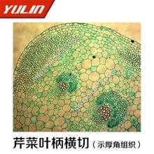 芹菜的在哪里叶柄(芹菜叶柄上有发达的什么组织)-第3张图片-厨房小当家 芹菜的在哪里叶柄(芹菜叶柄上有发达的什么组织)-第3张图片-厨房小当家