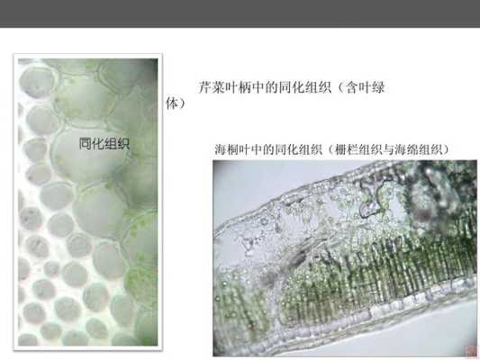 芹菜的在哪里叶柄(芹菜叶柄上有发达的什么组织)-第2张图片-厨房小当家 芹菜的在哪里叶柄(芹菜叶柄上有发达的什么组织)-第2张图片-厨房小当家