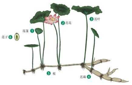 莲薏在莲哪里(莲薏在莲哪里)-第1张图片-厨房小当家 莲薏在莲哪里(莲薏在莲哪里)-第1张图片-厨房小当家