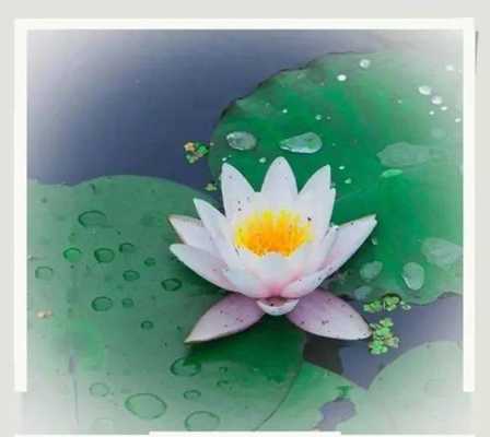 莲薏在莲哪里(莲薏在莲哪里)-第3张图片-厨房小当家 莲薏在莲哪里(莲薏在莲哪里)-第3张图片-厨房小当家