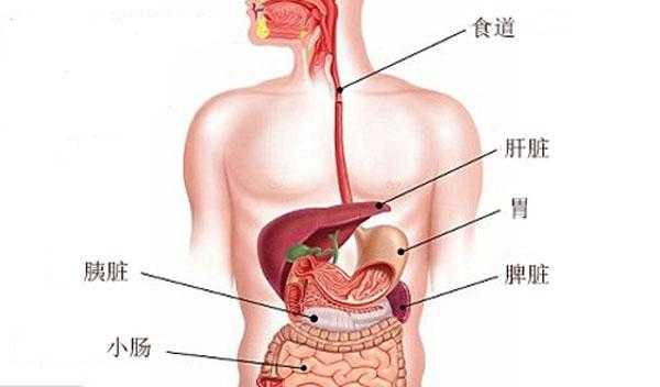 肝在哪里图片大全(肝在哪里图片大全)-第3张图片-厨房小当家 肝在哪里图片大全(肝在哪里图片大全)-第3张图片-厨房小当家