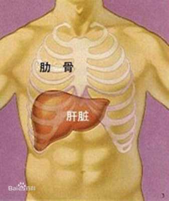 肝在哪里图片大全(肝在哪里图片大全)-第2张图片-厨房小当家 肝在哪里图片大全(肝在哪里图片大全)-第2张图片-厨房小当家