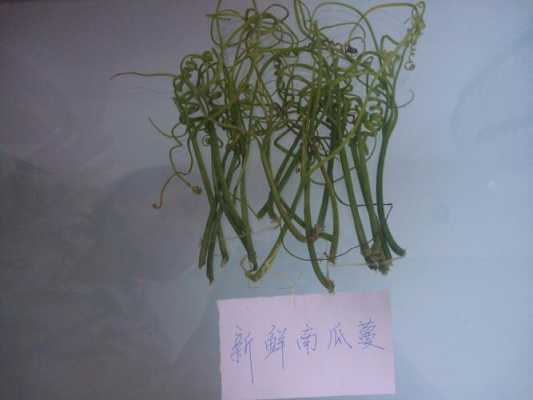 哪里可以买到南瓜蔓(哪里可以买到南瓜蔓球苗)-第1张图片-厨房小当家 哪里可以买到南瓜蔓(哪里可以买到南瓜蔓球苗)-第1张图片-厨房小当家