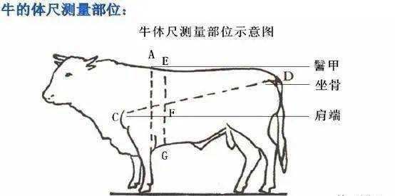 牛的胸围是哪里（牛的胸围是哪里量的）-第1张图片-厨房小当家