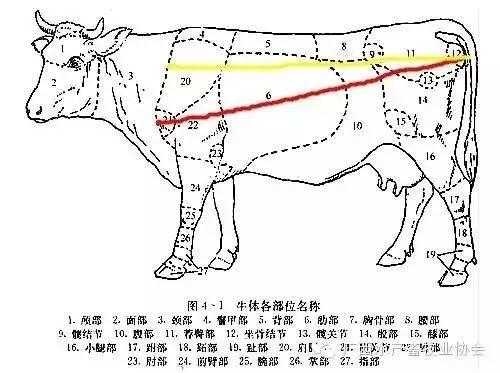 牛的胸围是哪里（牛的胸围是哪里量的）-第2张图片-厨房小当家