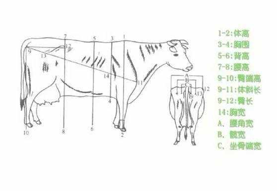 牛的胸围是哪里（牛的胸围是哪里量的）-第3张图片-厨房小当家