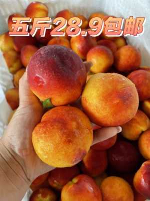 最好吃的油桃是什么品种,油桃哪里的最好吃又甜-第2张图片-厨房小当家 最好吃的油桃是什么品种,油桃哪里的最好吃又甜-第2张图片-厨房小当家