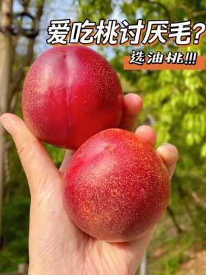 最好吃的油桃是什么品种,油桃哪里的最好吃又甜-第1张图片-厨房小当家 最好吃的油桃是什么品种,油桃哪里的最好吃又甜-第1张图片-厨房小当家