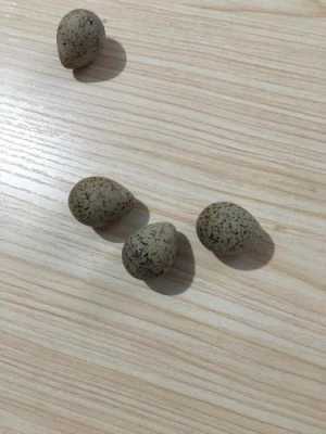 哪里有卖麻雀蛋的?就是东北的老家贼蛋,知道的告诉一下谢谢了(^~^),哪里有卖麻雀蛋的-第2张图片-厨房小当家 哪里有卖麻雀蛋的?就是东北的老家贼蛋,知道的告诉一下谢谢了(^~^),哪里有卖麻雀蛋的-第2张图片-厨房小当家