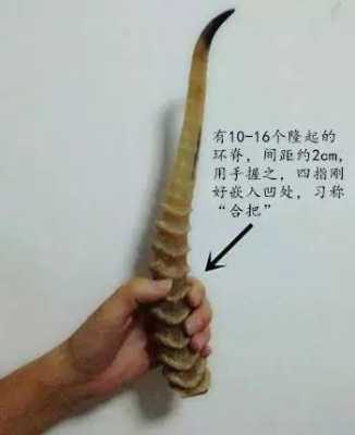 哪里的羚羊角最好(西伯利亚羚羊角在全世界排第几)-第2张图片-厨房小当家 哪里的羚羊角最好(西伯利亚羚羊角在全世界排第几)-第2张图片-厨房小当家