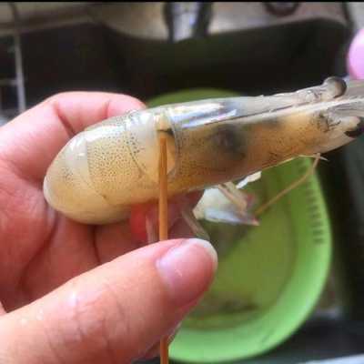 青虾怎么抽虾线,青虾的虾线在什么位置-第3张图片-厨房小当家 青虾怎么抽虾线,青虾的虾线在什么位置-第3张图片-厨房小当家