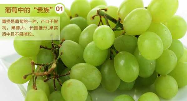 哪里的红提最好吃(智利青提和秘鲁青提哪个更好吃)-第3张图片-厨房小当家 哪里的红提最好吃(智利青提和秘鲁青提哪个更好吃)-第3张图片-厨房小当家