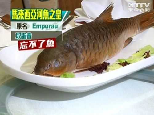深圳哪里有好吃的鱼(忘不了鱼广东哪里能吃到)-第2张图片-厨房小当家 深圳哪里有好吃的鱼(忘不了鱼广东哪里能吃到)-第2张图片-厨房小当家