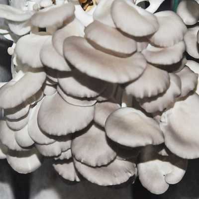 白凤尾菇是什么样的啊,白凤尾菇哪里买的到-第1张图片-厨房小当家