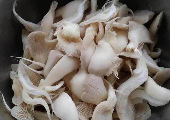 白凤尾菇是什么样的啊,白凤尾菇哪里买的到-第3张图片-厨房小当家