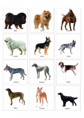 川东王在西安怎么样(西安市的禁养犬种有哪些)-第2张图片-厨房小当家 川东王在西安怎么样(西安市的禁养犬种有哪些)-第2张图片-厨房小当家