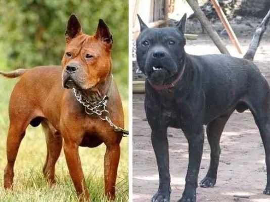 川东王在西安怎么样(西安市的禁养犬种有哪些)-第3张图片-厨房小当家 川东王在西安怎么样(西安市的禁养犬种有哪些)-第3张图片-厨房小当家