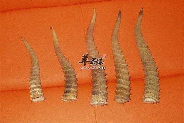 藏羚羊角如何进行品质鉴别,羚羊角哪里最好产地-第3张图片-厨房小当家 藏羚羊角如何进行品质鉴别,羚羊角哪里最好产地-第3张图片-厨房小当家