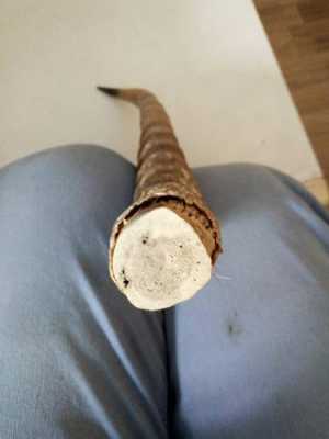 藏羚羊角如何进行品质鉴别,羚羊角哪里最好产地-第1张图片-厨房小当家 藏羚羊角如何进行品质鉴别,羚羊角哪里最好产地-第1张图片-厨房小当家