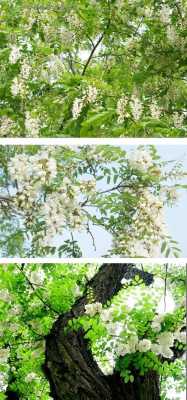 槐花在那里能买到,吃的槐花哪里有卖的-第2张图片-厨房小当家 槐花在那里能买到,吃的槐花哪里有卖的-第2张图片-厨房小当家