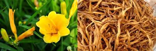黄花菜哪里不能吃(为什么开花的黄花菜不能吃)-第2张图片-厨房小当家 黄花菜哪里不能吃(为什么开花的黄花菜不能吃)-第2张图片-厨房小当家