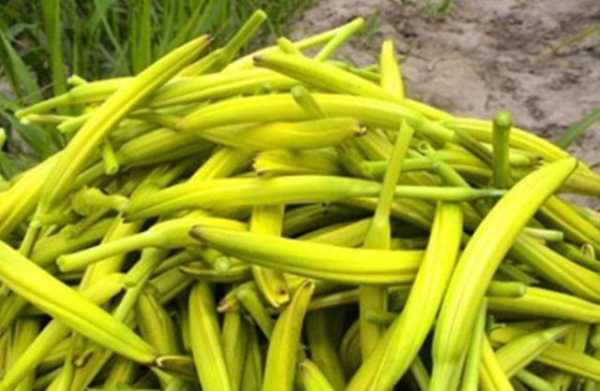 黄花菜哪里不能吃(为什么开花的黄花菜不能吃)-第1张图片-厨房小当家 黄花菜哪里不能吃(为什么开花的黄花菜不能吃)-第1张图片-厨房小当家