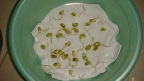 豆芽是什么豆子长出来的,豆芽是长在哪里的图片-第1张图片-厨房小当家 豆芽是什么豆子长出来的,豆芽是长在哪里的图片-第1张图片-厨房小当家