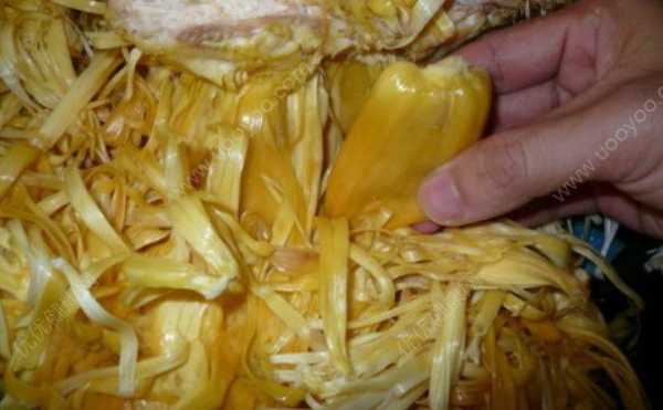 菠萝蜜丝是哪里(菠萝蜜中间的丝能吃吗)-第3张图片-厨房小当家 菠萝蜜丝是哪里(菠萝蜜中间的丝能吃吗)-第3张图片-厨房小当家