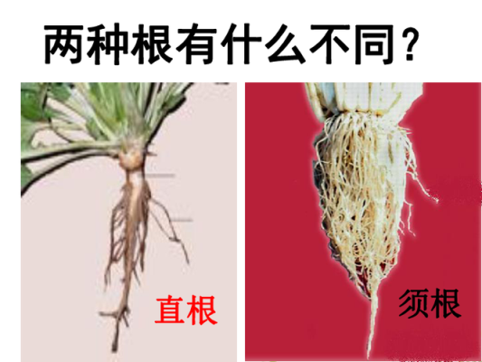 胡萝卜的根是直根还是须根,胡萝卜的根是哪里的特产-第3张图片-厨房小当家 胡萝卜的根是直根还是须根,胡萝卜的根是哪里的特产-第3张图片-厨房小当家