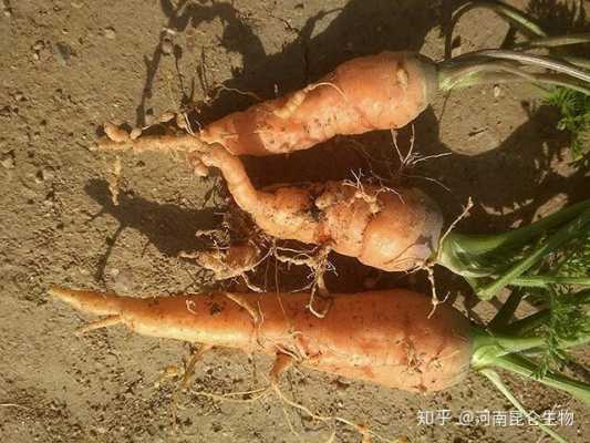 胡萝卜的根是直根还是须根,胡萝卜的根是哪里的特产-第2张图片-厨房小当家 胡萝卜的根是直根还是须根,胡萝卜的根是哪里的特产-第2张图片-厨房小当家