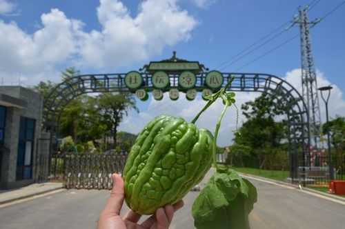 哪里有杜阮凉瓜卖(江门杜阮有什么好玩的地方)-第2张图片-厨房小当家 哪里有杜阮凉瓜卖(江门杜阮有什么好玩的地方)-第2张图片-厨房小当家