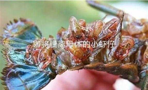 小龙虾的蛋在哪里(小龙虾肚子上有蛋了多久可以出虾苗)-第3张图片-厨房小当家 小龙虾的蛋在哪里(小龙虾肚子上有蛋了多久可以出虾苗)-第3张图片-厨房小当家